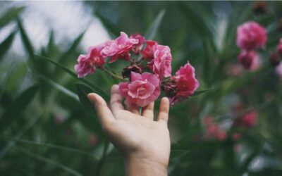 O que aprendi com as plantas